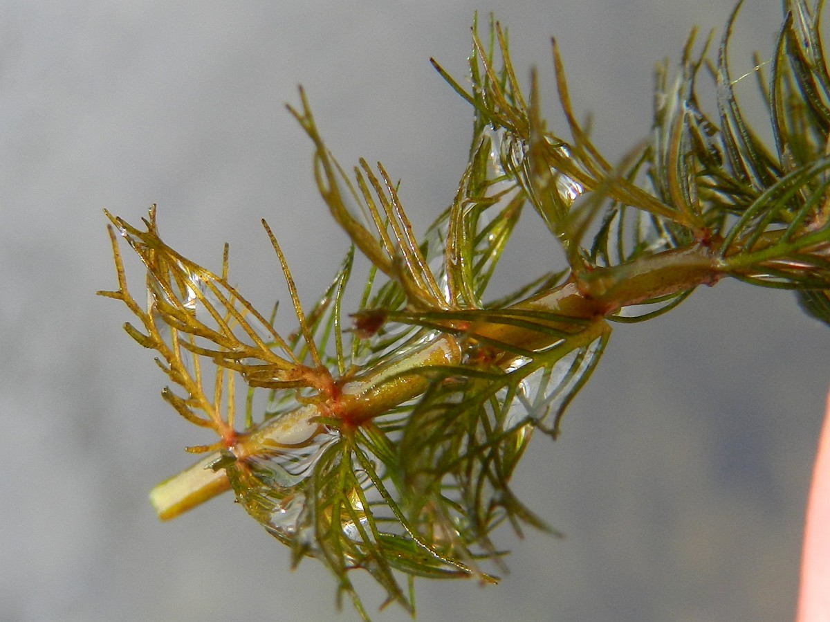 Myriophyllum Spicatum, Eurasian Water-milfoil